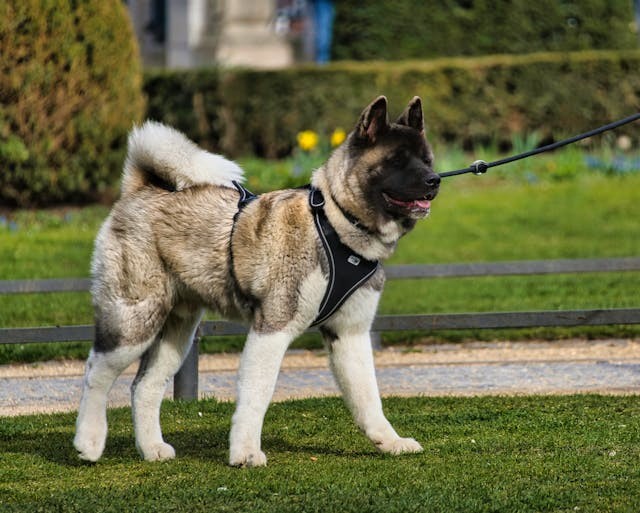 akita dog