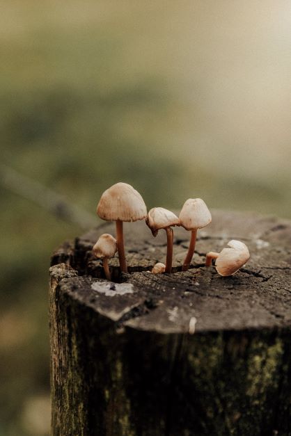 Read more about the article “Decoding the Adaptogenic Alchemy: Are Medicinal Mushrooms Adaptogens? Unveiling the Truth and the 5 Key Insights”