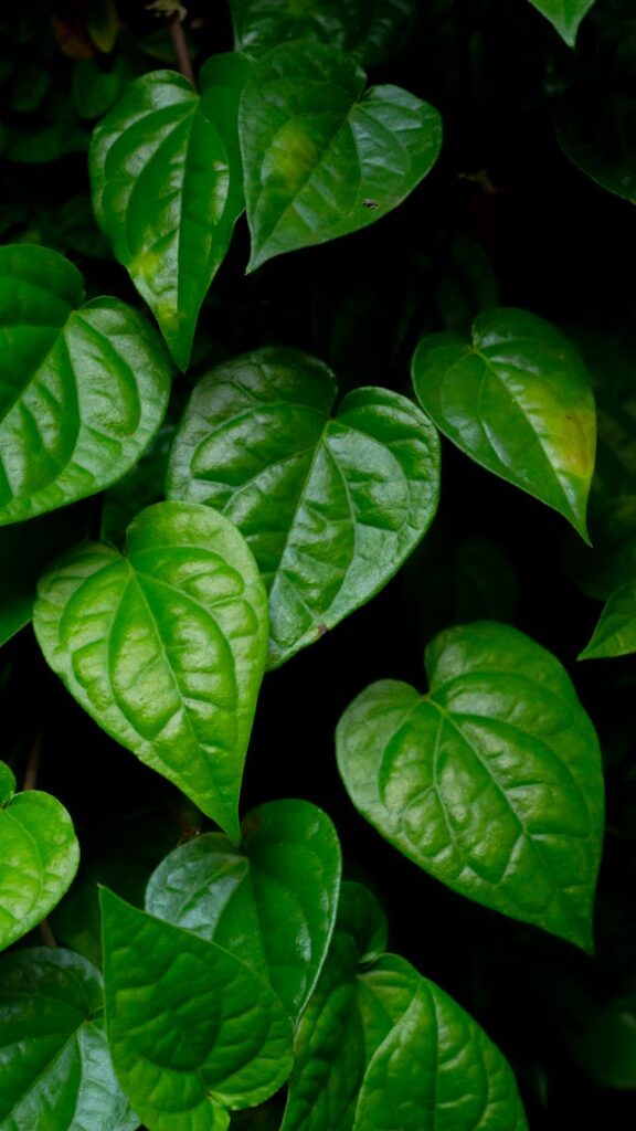 Paan leaf medicinal uses