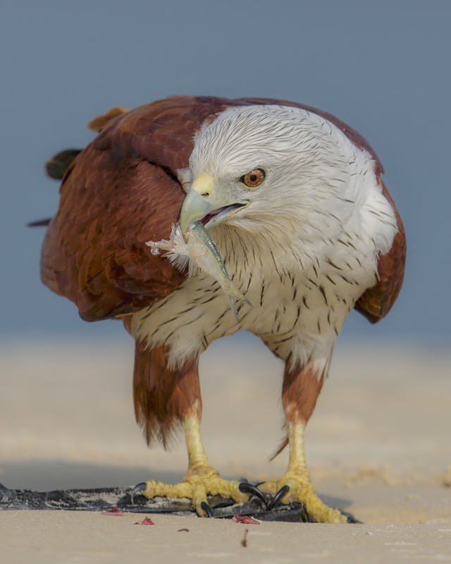 The Eagle Eye: How Nature’s Stealthiest Predator Tracks Moving Targets from Extreme Distances — A Signal Processing Perspective